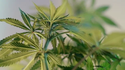 Blooming female marijuana sprout develops in the wind against a light coloured b Stockbeeldmateriaal 120547724