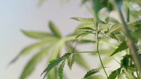 Blooming female marijuana sprout develops in the wind against a light coloured b Stock Footage 120548415