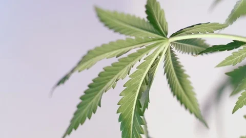 Blooming female marijuana sprout develops in the wind against a light coloured b Video stock 120548771