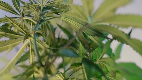 Blooming female marijuana sprout develops in the wind against a light coloured b Stockbeeldmateriaal 120549119