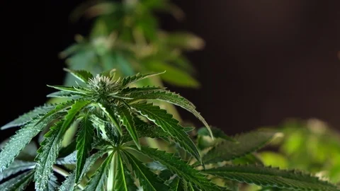 Blooming female marijuana sprout develops in the wind against a dark background. Stock-Footage 120697369