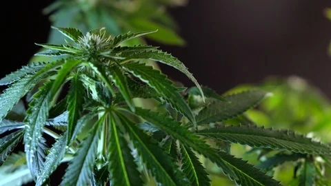 Blooming female marijuana sprout develops in the wind against a dark background. Stock Footage 120698168