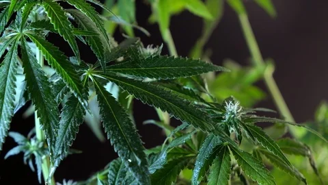 Blooming female marijuana sprout develops in the wind against a dark background. Vídeos de archivo 120699061