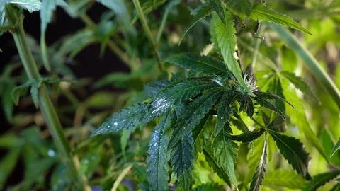Blooming female marijuana sprout develops in the wind against a dark background. 스톡 동영상 120699601