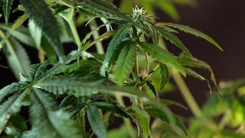 Blooming female marijuana sprout develops in the wind against a dark background. Stock Footage 120700421