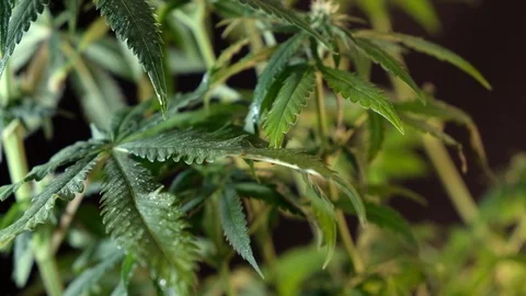Blooming female marijuana sprout develops in the wind against a dark background. 스톡 동영상 120700793
