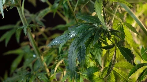Blooming female marijuana sprout develops in the wind against a dark background. Stockbeeldmateriaal 120701305