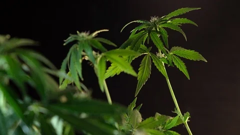 Blooming female marijuana sprout develops in the wind against a dark background. Video stock 120701677