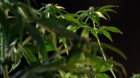 Blooming female marijuana sprout develops in the wind against a dark background. Видео 120702108