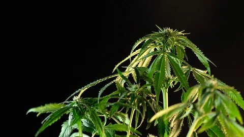Blooming female marijuana sprout develops in the wind against a dark background. Stock Footage 120702640