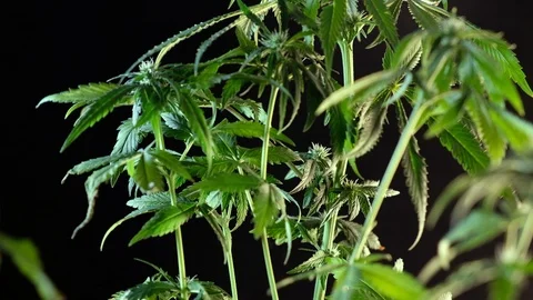 Blooming female marijuana sprout develops in the wind against a dark background. Stock Footage 120702890