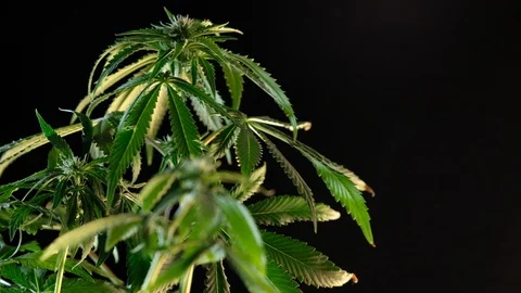 Blooming female marijuana sprout develops in the wind against a dark background. 動画素材 120703561