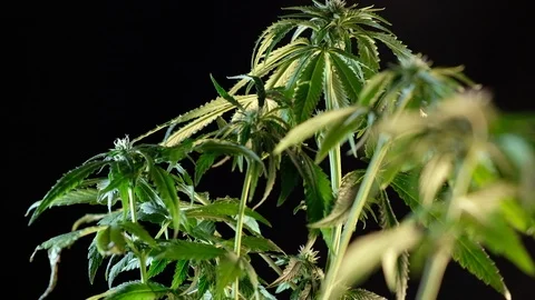 Blooming female marijuana sprout develops in the wind against a dark background. 库存影片 120704043