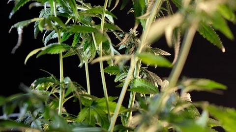 Blooming female marijuana sprout develops in the wind against a dark background. Stock Footage 120704696