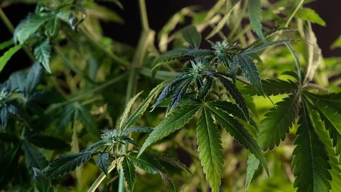 Blooming female marijuana sprout develops in the wind against a dark background. Vídeos de archivo 120705382