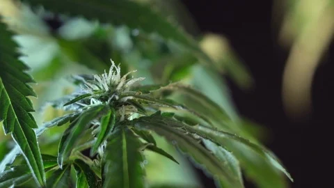 Blooming female marijuana sprout develops in the wind against a dark background. 動画素材 120705881