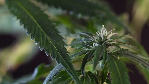 Blooming female marijuana sprout develops in the wind against a dark background. Stockbeeldmateriaal 120706334