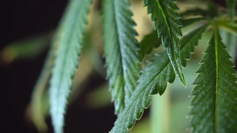 Blooming female marijuana sprout develops in the wind against a dark background. 動画素材 120706905