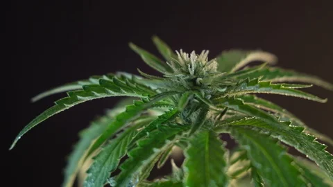 Blooming female marijuana sprout develops in the wind against a dark background. Stockbeeldmateriaal 120707298