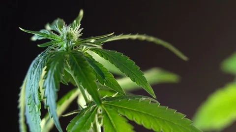 Blooming female marijuana sprout develops in the wind against a dark background. Stock-Footage 120707818