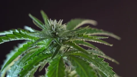 Blooming female marijuana sprout develops in the wind against a dark background. Vídeos de archivo 120708243