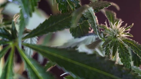 Blooming female marijuana sprout develops in the wind against a dark background. Vídeos de archivo 120708502