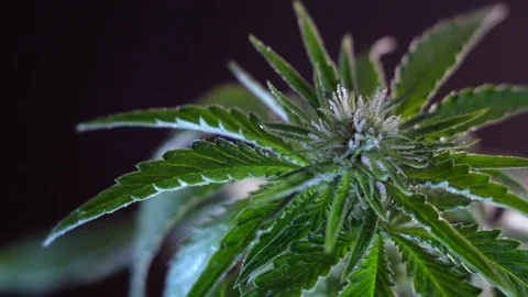 Blooming female marijuana sprout develops in the wind against a dark background. 스톡 동영상 120708802