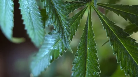 Blooming female marijuana sprout develops in the wind against a dark background. Stockbeeldmateriaal 120709197