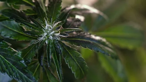 Blooming female marijuana sprout develops in the wind against a dark background. Stock Footage 120709460