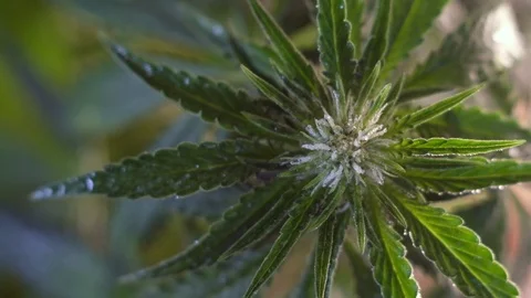 Blooming female marijuana sprout develops in the wind against a dark background. Stock Footage 120709929