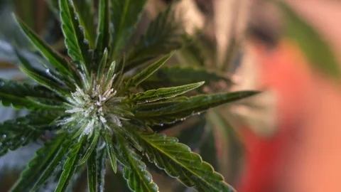 Blooming female marijuana sprout develops in the wind against a dark background. Stock-Footage 120710283
