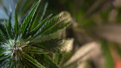 Blooming female marijuana sprout develops in the wind against a dark background. Vidéo 120710712