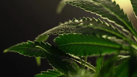 Blooming female marijuana sprout develops in the wind against a dark background. Stockbeeldmateriaal 120711139