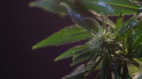Blooming female marijuana sprout develops in the wind against a dark background. Video stock 120711499