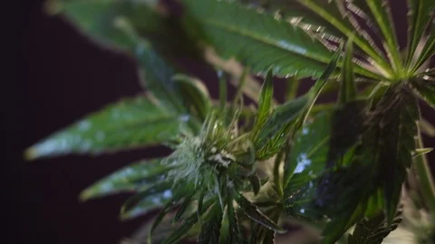 Blooming female marijuana sprout develops in the wind against a dark background. Stock-Footage 120711975