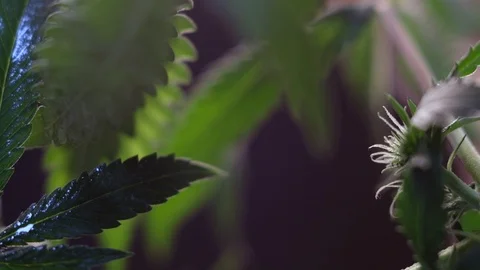 Blooming female marijuana sprout develops in the wind against a dark background. Video stock 120712492