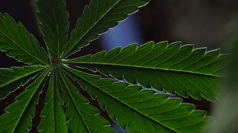 Blooming female marijuana sprout develops in the wind against a dark background. Video stock 120712937