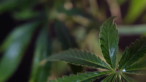 Blooming female marijuana sprout develops in the wind against a dark background. Video stock 120713921
