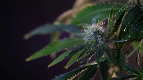Blooming female marijuana sprout develops in the wind against a dark background. Видео 120714322
