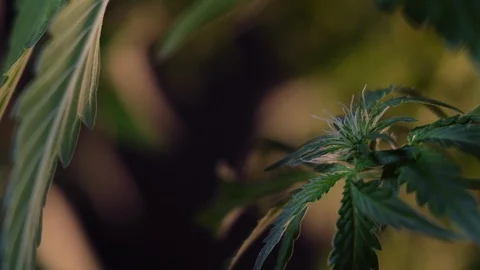 Blooming female marijuana sprout develops in the wind against a dark background. Stock Footage 120714556