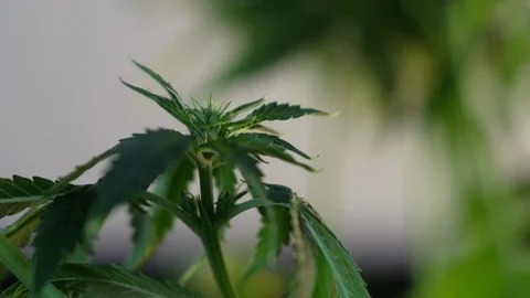 Blooming female marijuana sprout develops in the wind against a light coloured b Vídeos de archivo 120714950