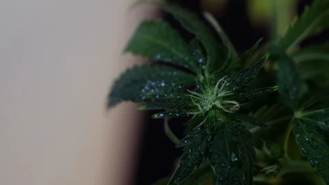 Blooming female marijuana sprout develops in the wind against a light coloured b Stock Footage 120715385