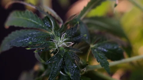 Blooming female marijuana sprout develops in the wind against a dark background. 스톡 동영상 120715708