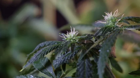 Blooming female marijuana sprout develops in the wind against a dark background. 動画素材 120715973