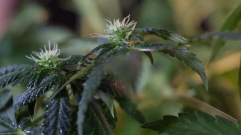 Blooming female marijuana sprout develops in the wind against a dark background. Video stock 120716381