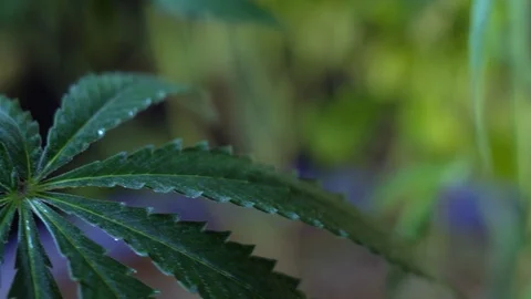Blooming female marijuana sprout develops in the wind against a dark background. Vídeo Stock 120716883