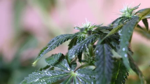 Blooming female marijuana sprout develops in the wind against a light coloured b Stock-Footage 120717246