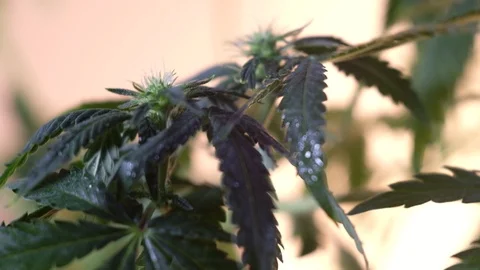 Blooming female marijuana sprout develops in the wind against a light coloured b Stock Footage 120717735