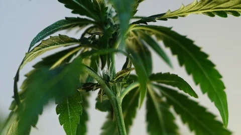 Blooming female marijuana sprout develops in the wind against a light coloured b 스톡 동영상 120719972