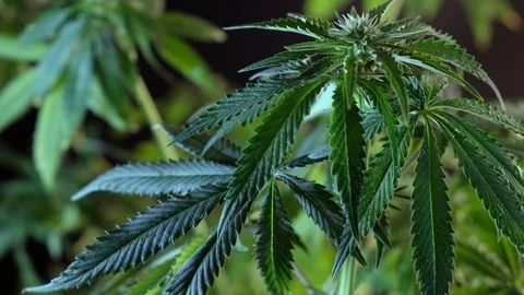 Blooming female marijuana sprout develops in the wind against a dark background. Stockbeeldmateriaal 120725379